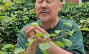 腾格尔连续五年挑战自家酸杏 发布魔性新歌《咱家的杏》！