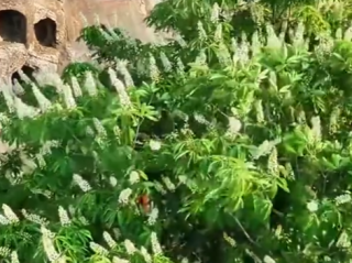 龙门石窟千年菩提已开出满树繁花 吸引不少游客打卡许愿!