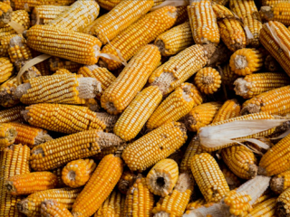 商丘一女子接触发霉玉米后肺部全白 家人:误以为是感冒!