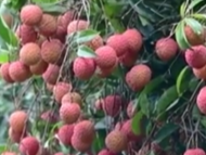 商家一上午卖出200多箱荔枝 丝毫不担心销路！